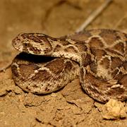 Saw-Scaled Viper