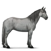 Highland Pony - Dapple Gray