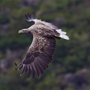 White-Tailed Eagle