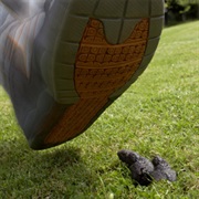 Stepped in Dog Poop