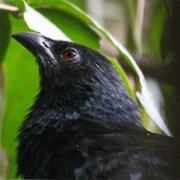 Black-Hooded Coucal