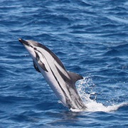Striped Dolphin