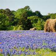 Drink in the Bluebonnets