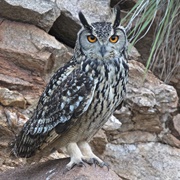 Indian Eagle Owl