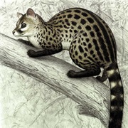 Bourlon's Genet