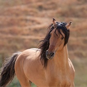 Kiger Mustang
