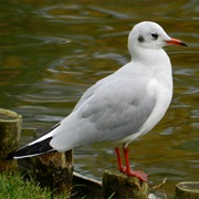 Black-Headed Gull