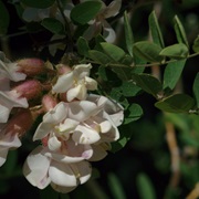 New Mexican (Robinia Neomexicana)