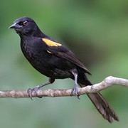 Variable Oriole (Icterus Pyrrhopterus)