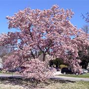 Magnolia