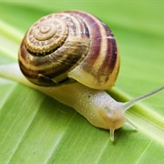 Moving at a Snail's Pace