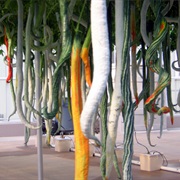 Snake Gourd (Trichosanthes Cucumerina)