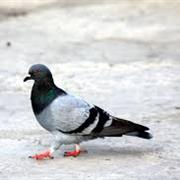 Pigeon