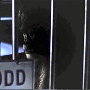 Grodd