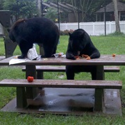 Hungry Bears