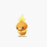 Torchic