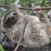Pygmy Three-Toed Sloth