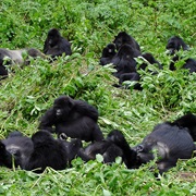 Visit Mountain Gorilla in Africa
