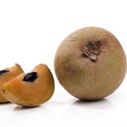 Sapodilla