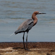 Reddish Egret