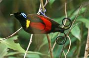 Wilson's Bird of Paradise
