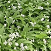 Wild Garlic