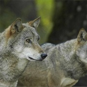 Bialowieza Forest, Poland