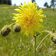 Field Milk Thistle (Sonchus Arvensis)