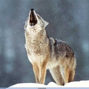 Appennino Tosco Emiliano National Park, Italy