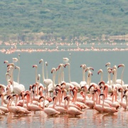 Lake Bogoria, Kenya