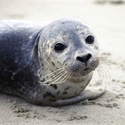 Seal Safari, Bohuslän