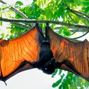 Large Flying Fox