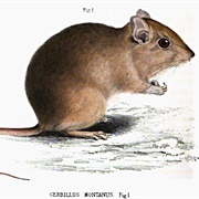 Highveld Gerbil