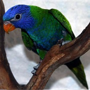 Blue-Fronted Lorikeet