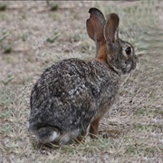 Mexican Cottontail