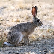 Abyssinian Hare