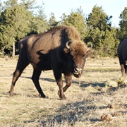 Réserve De Bisons D'europe, France