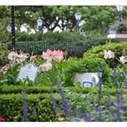 Alice's Tea Garden Epcot