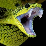 Poisonous Snakes