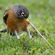 The Early Bird Catches the Worm