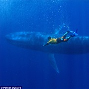 Swim With Blue Whales
