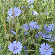 Cichorium Pumilum