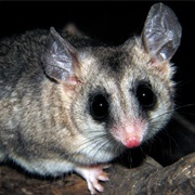 Isthmian Mouse Opossum