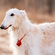 Borzoi