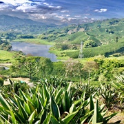 Coffee Plantations, Chinchina, Caldas