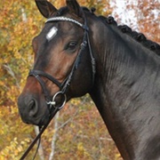 Belgian Sport Horse