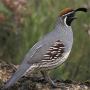 Gambel's Quail