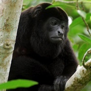 Community Baboon Sanctuary