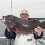 Blackfish (Tautog)