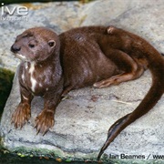 Spotted-Necked Otter